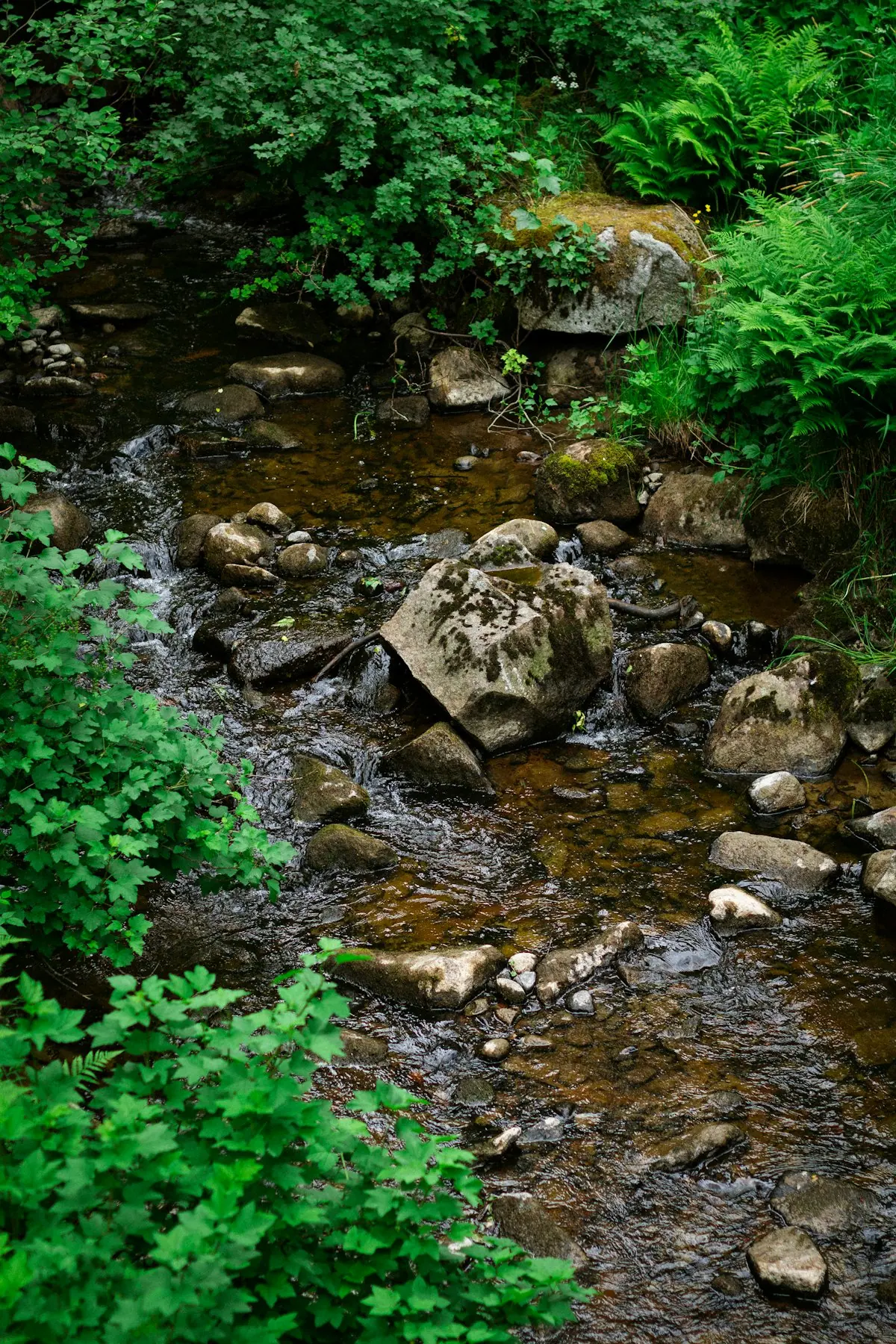 A stream running over rocks through quiet forest