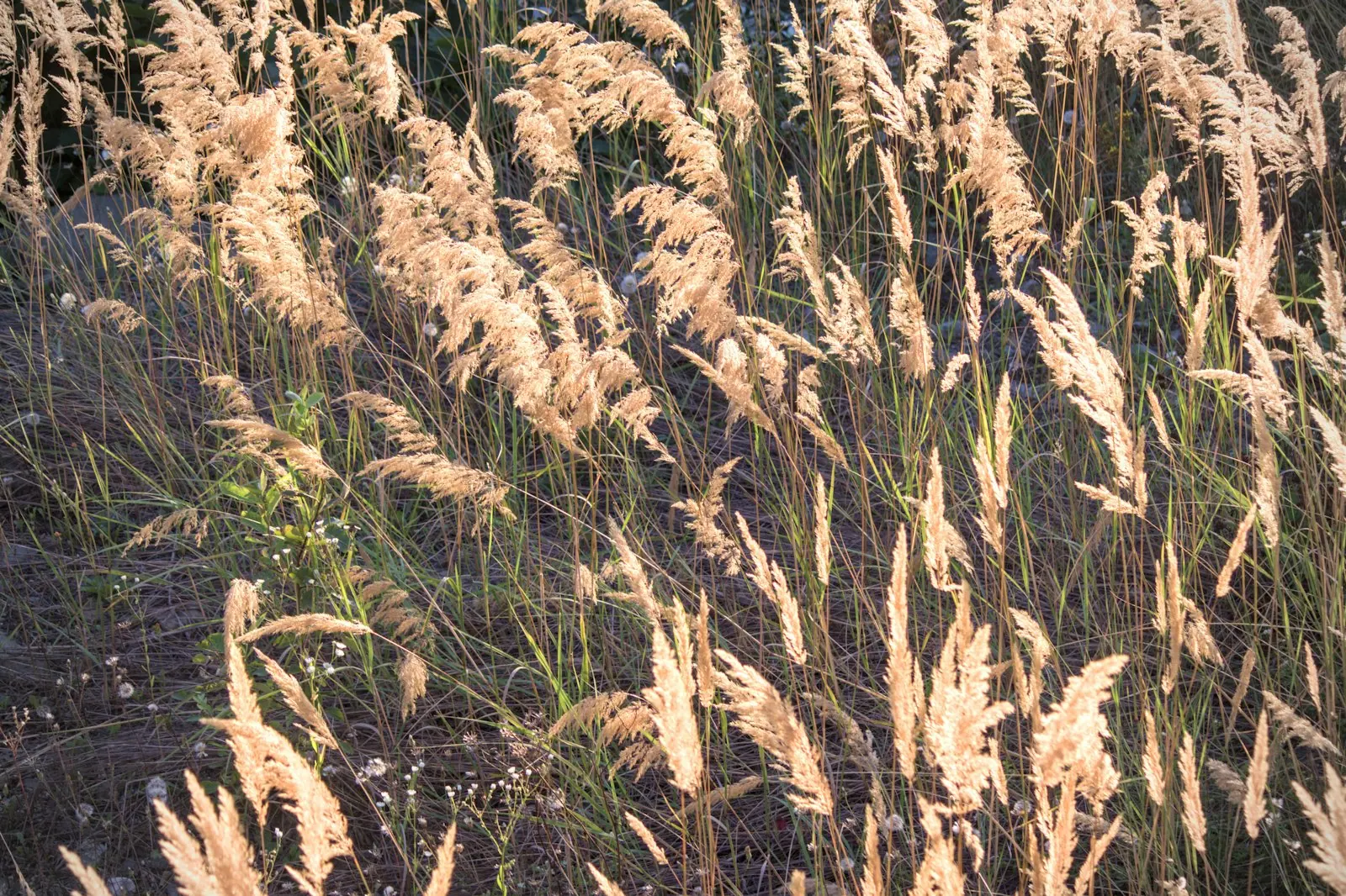 Wild grasses catching low afternoon light