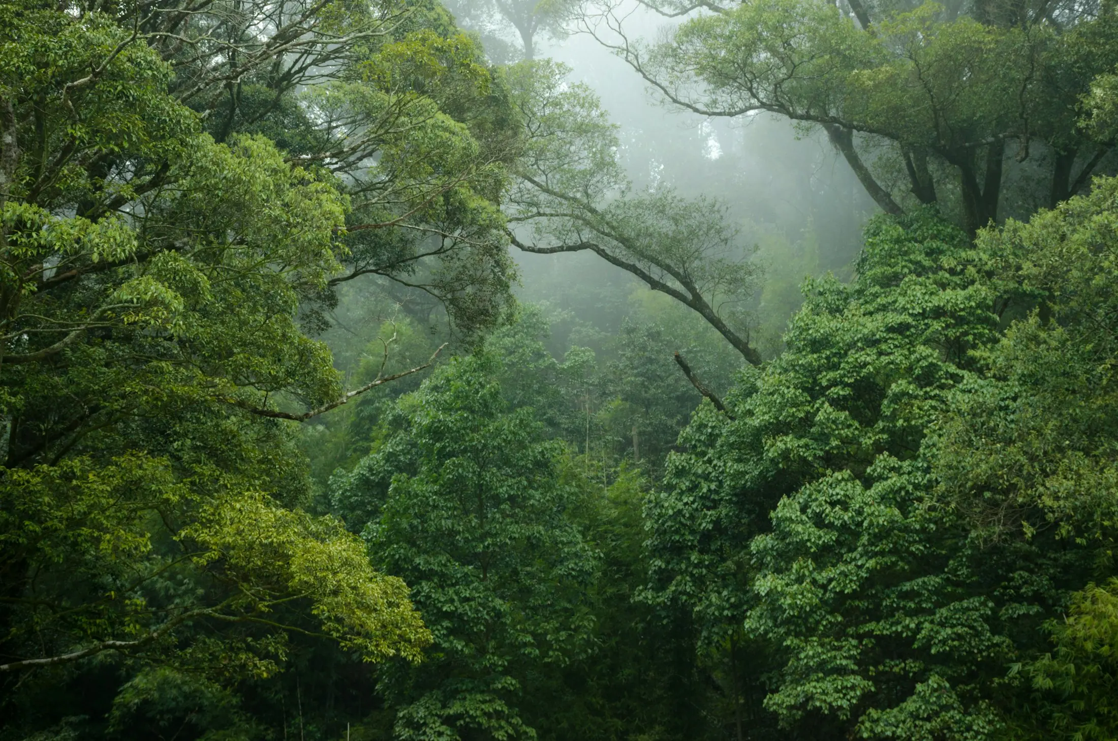 Sunlight filtering through a dense green forest canopy