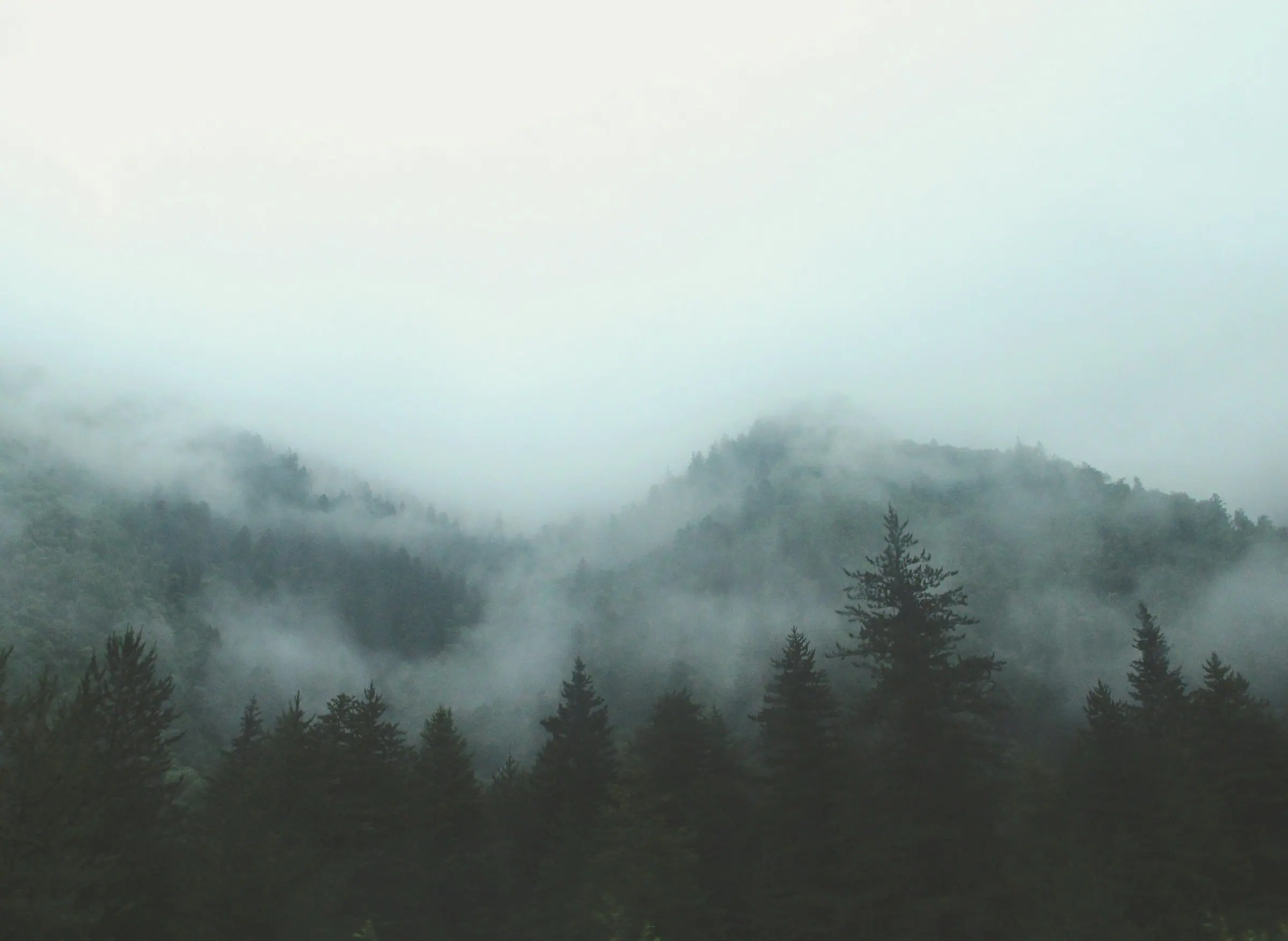 Mist drifting through a forested mountain valley at sunrise