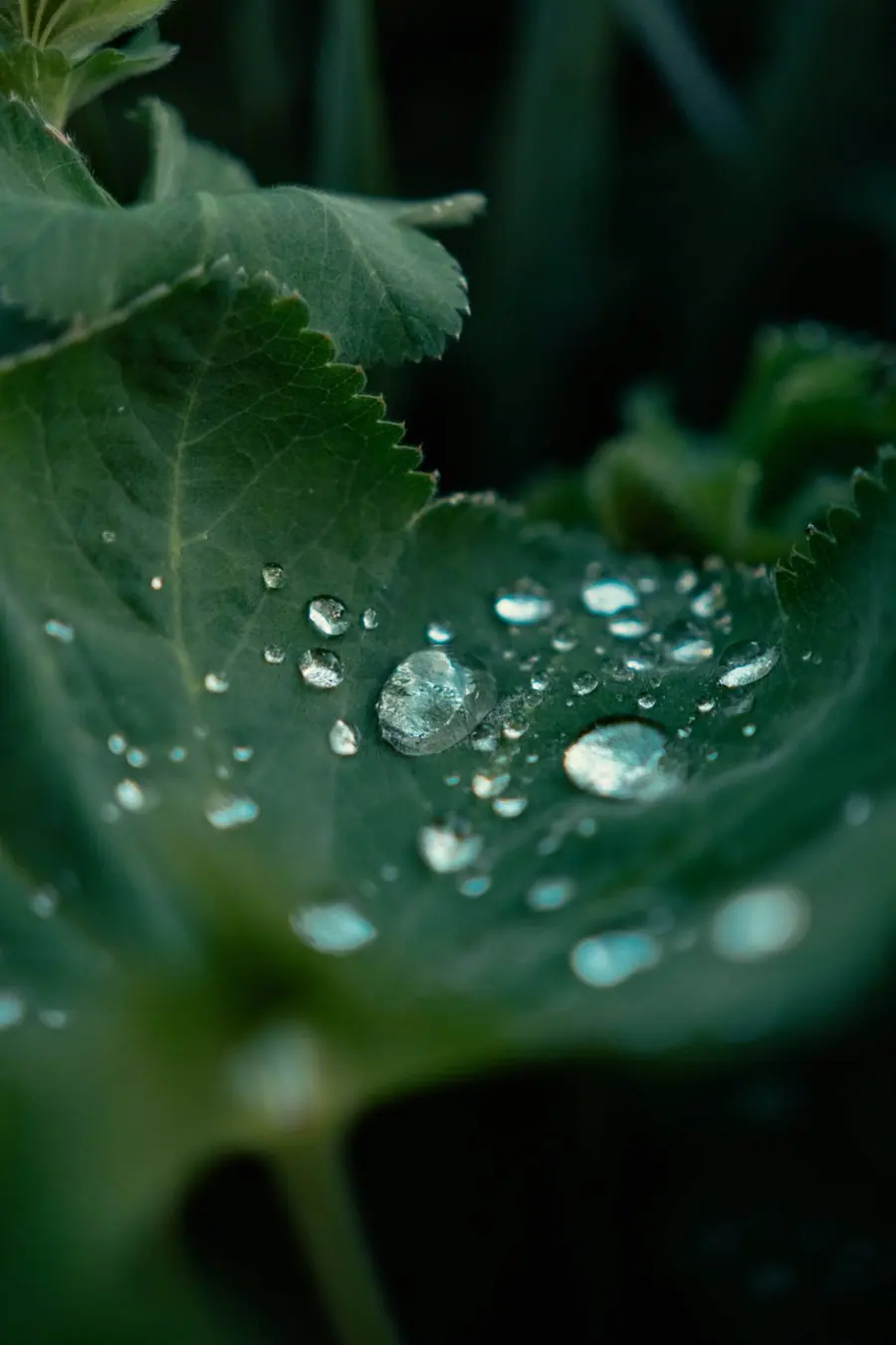 Dew resting on green leaves in the garden