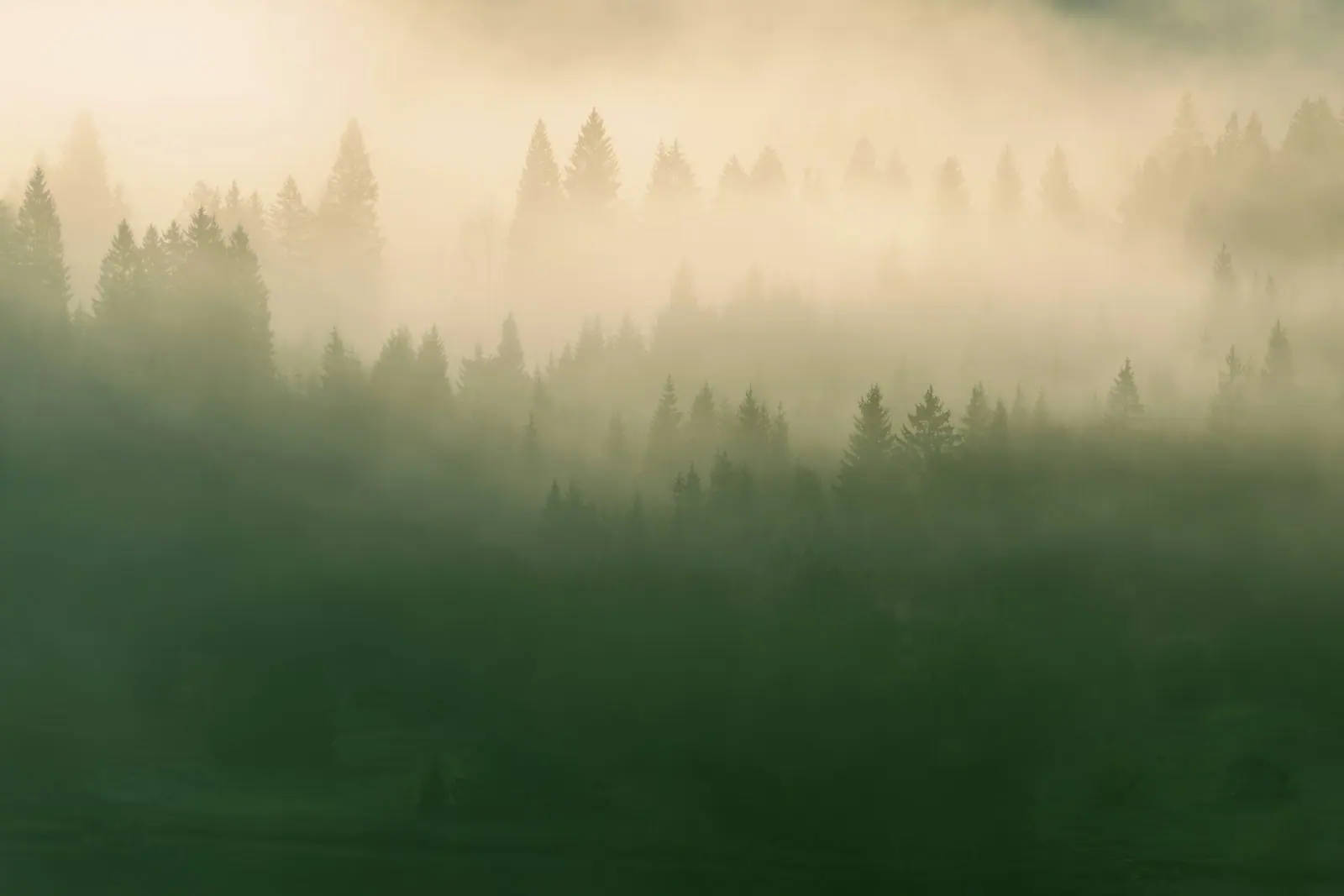 Misty green forest with tall trees