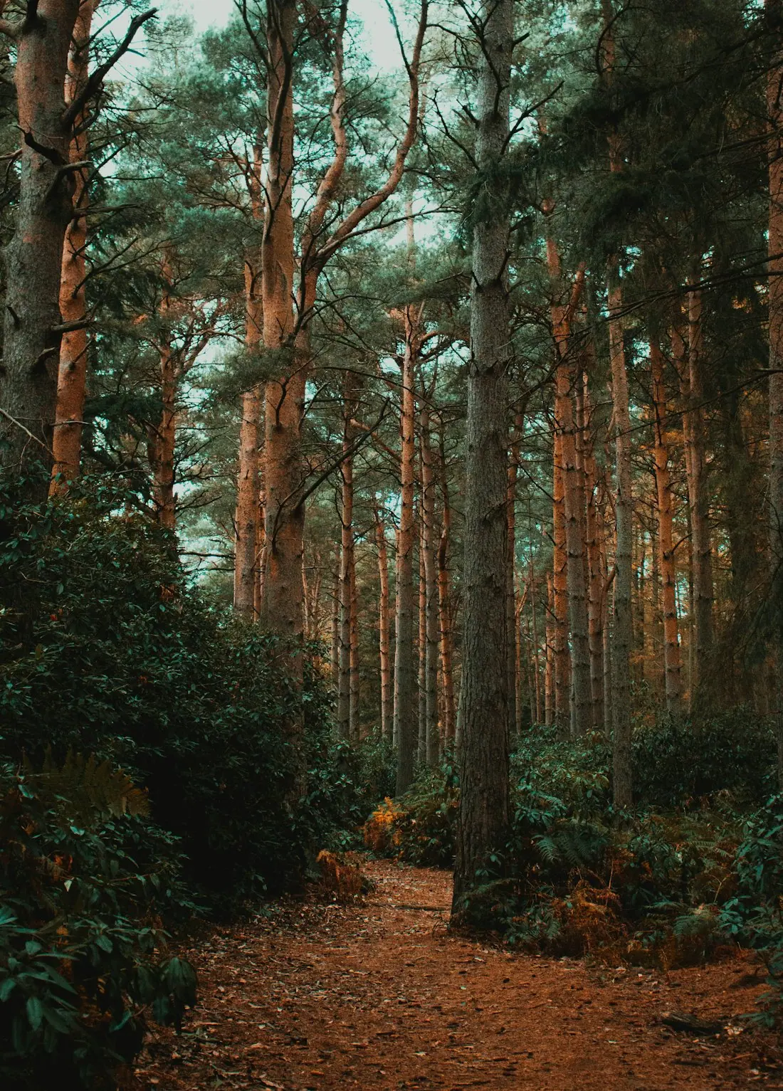A quiet forest trail in soft morning light