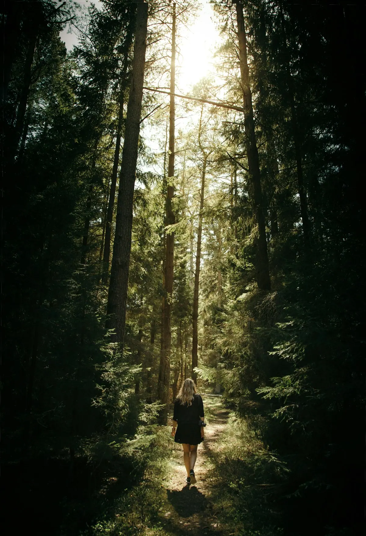 Sunlight through forest trees